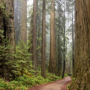 day hikes in redwood national park